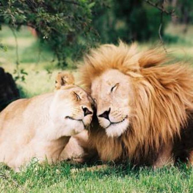 Lion Trekking