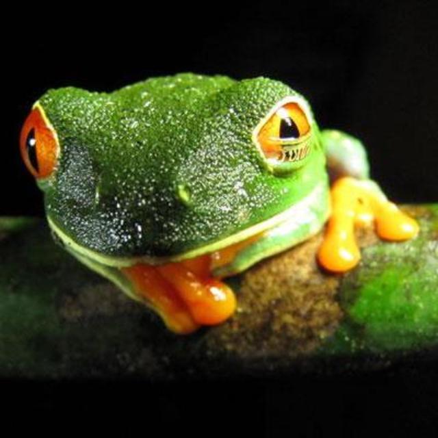 Guided Nighttime Jungle Tour