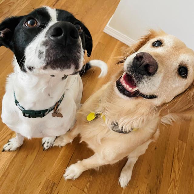 Wedding & Honeymoon Dog Sitting