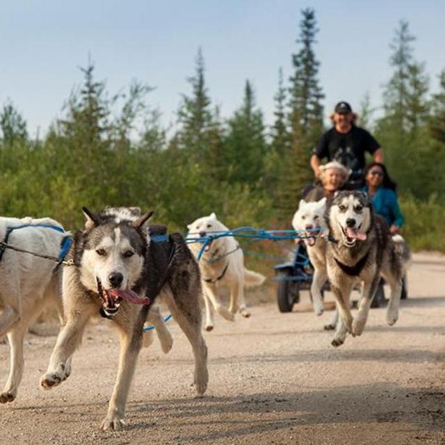 Dog Sledding