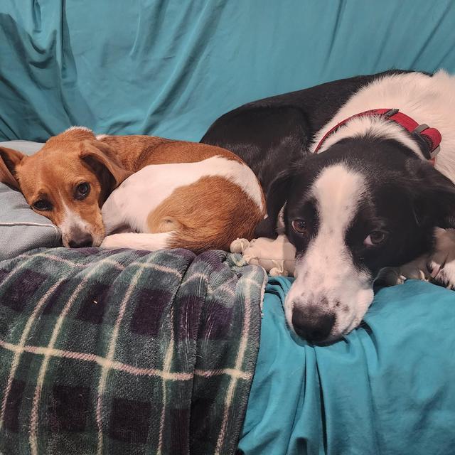 Pet Hotel For Our Honeymoon