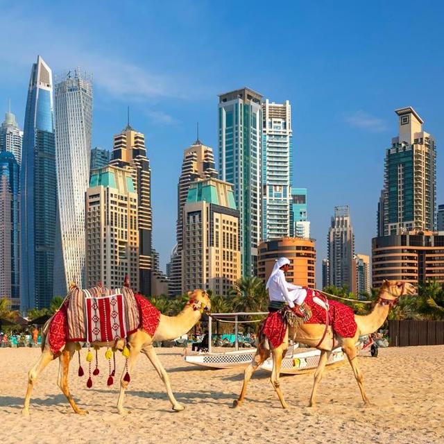 Camel tour in Dubai