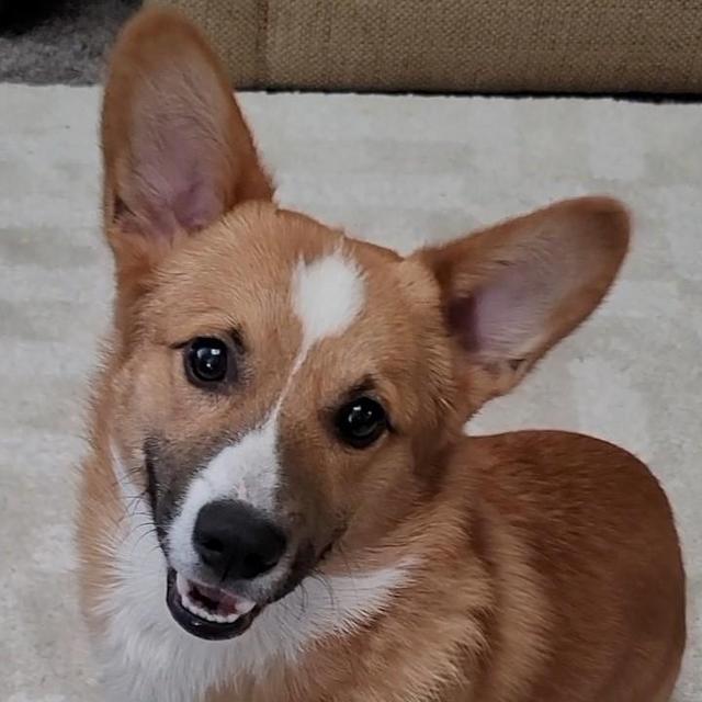 Waffles' Treat Fund
