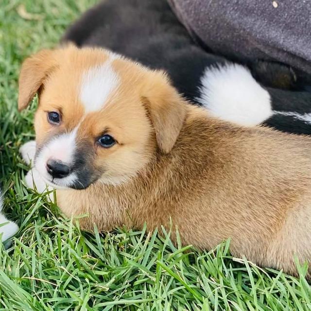 2nd Dog Fund