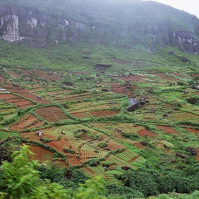 Tea Plantation Tour