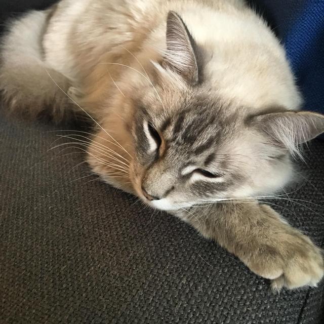 Cat Sitter