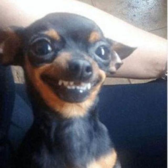 Grande oportunidade: seja nosso parente favorito!