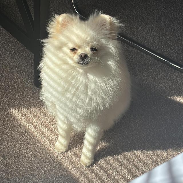 Alugue o Yuri por 1 dia (sem a Deborah saber)