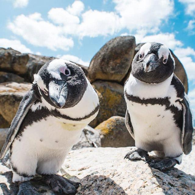Penguin Adventure