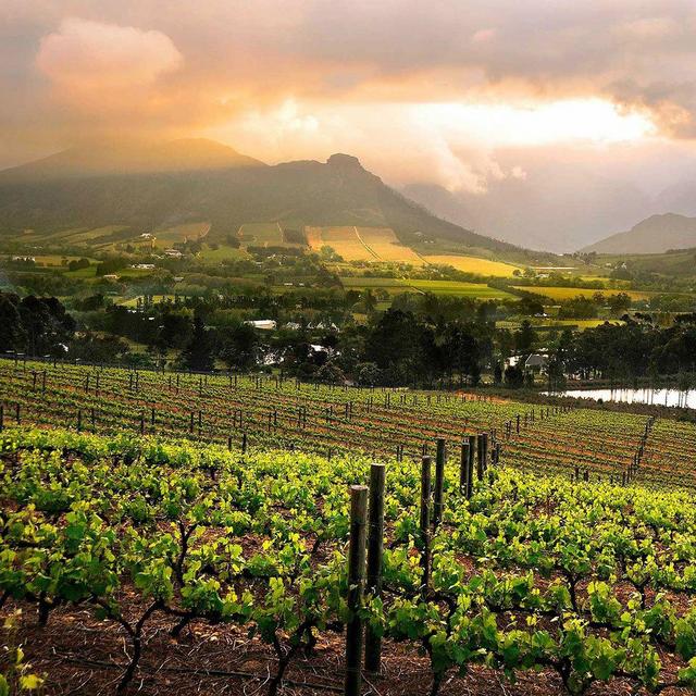 South African Wine Region Tasting