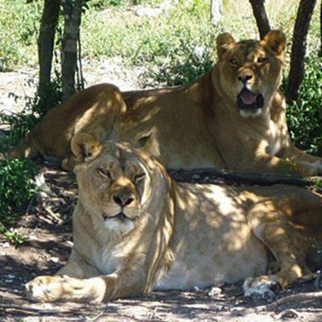 Big Cat Sanctuary Visit