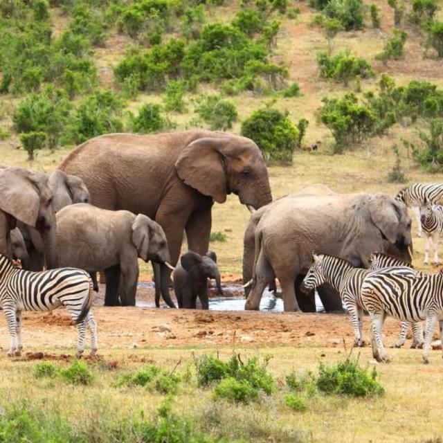 Addo Elephant Experience