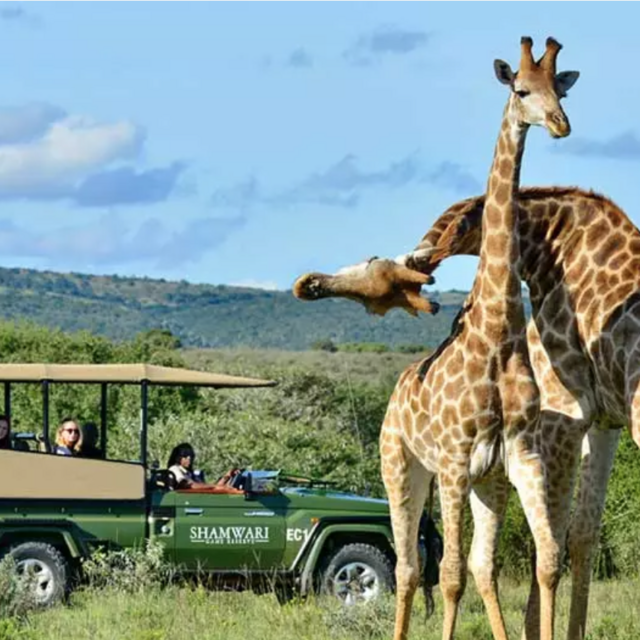 Safari Drives
