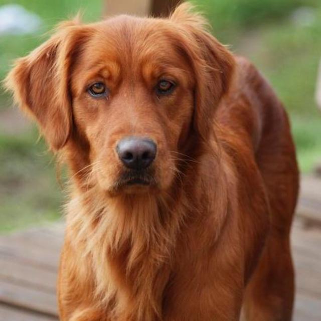 Puppy Fund!