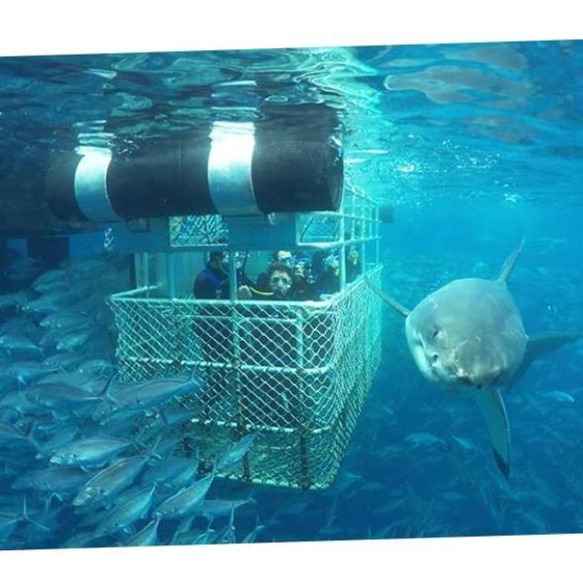 Honeymoon- shark cage diving