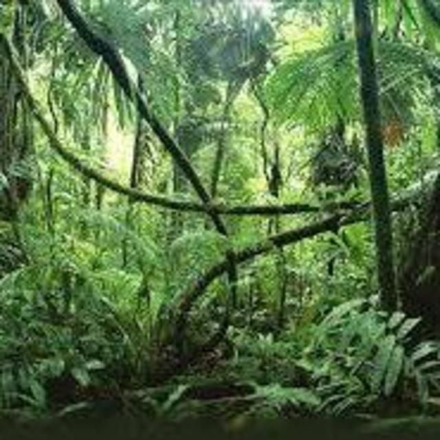 Jungle hike