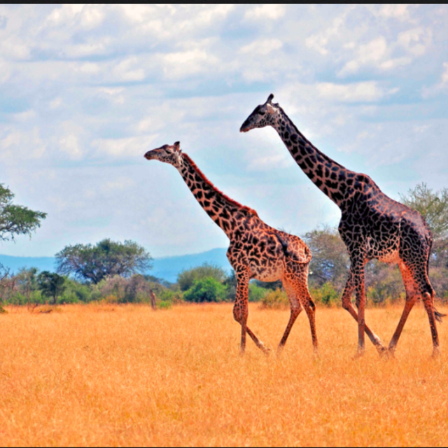 Nick and DeAnna's Safari Adventure