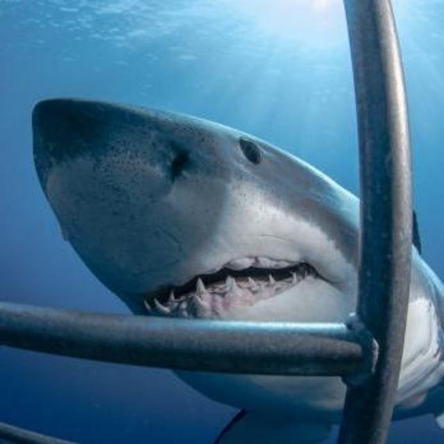Honeymoon Shark Cage Diving Excursion