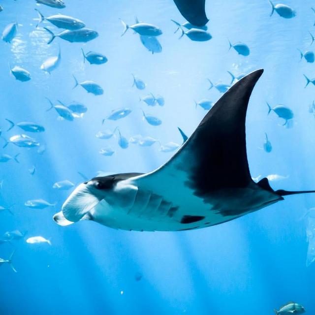 Hawaii Honeymoon - Mantaray Snorkeling