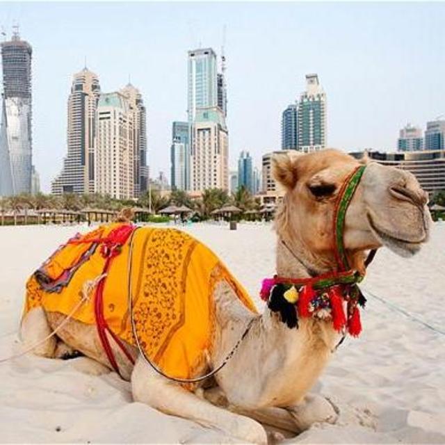 Desert Safari in Dubai