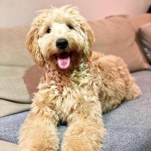 Penny's Honeymoon at the Wag Hotel! (LOL)