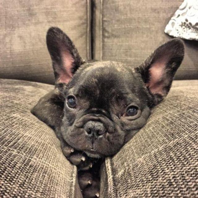 A new cozy couch for us + Tugboat