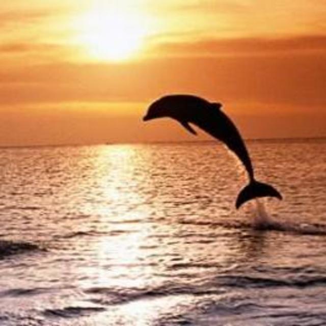 Private Sunset Dolphin Safari @ Gili Lankanfushi