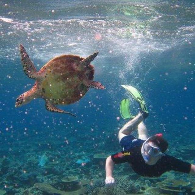 Turtle Tour @ Lily Beach