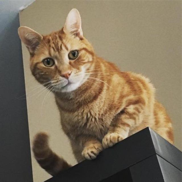 Howard's Future Sibling