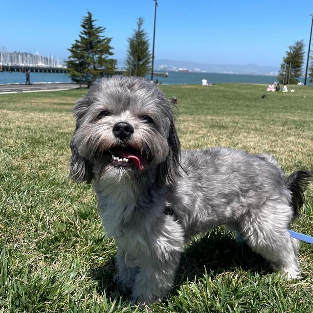 Truffle Pet Hotel Fund
