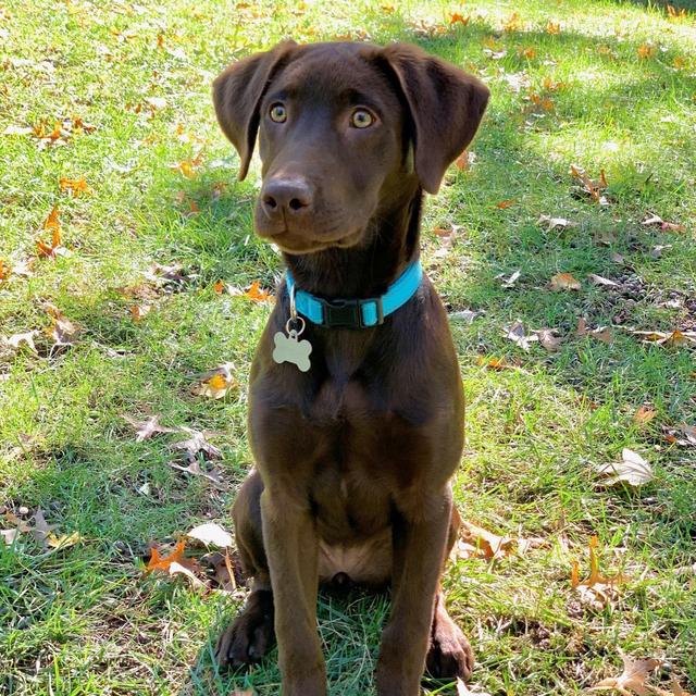 Boarding For Mookie During Our Honeymoon