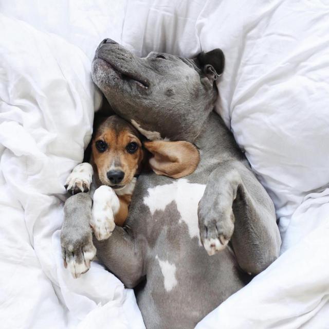 Animal Rescue Fund