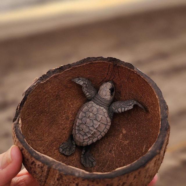 Visit Tortuguero Camp and Release Baby Turtles!