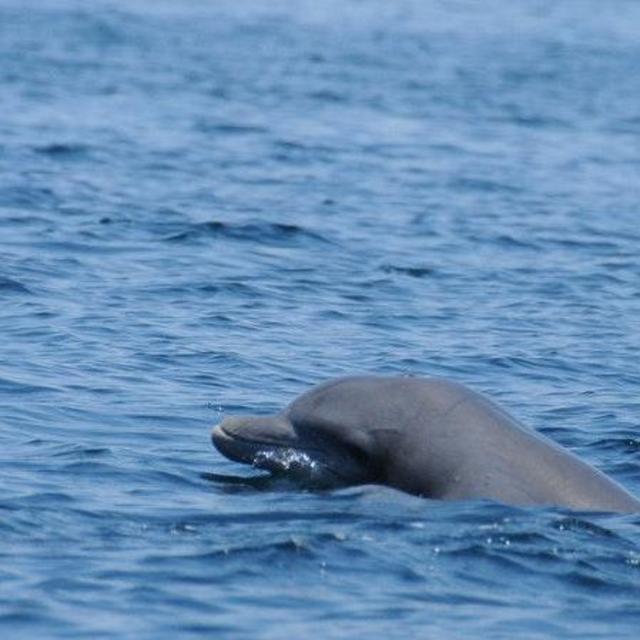 Dolphin Bay Tour and Snorkeling