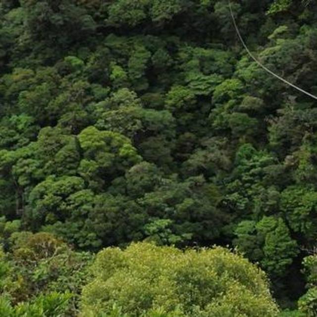 Ziplining in the jungle
