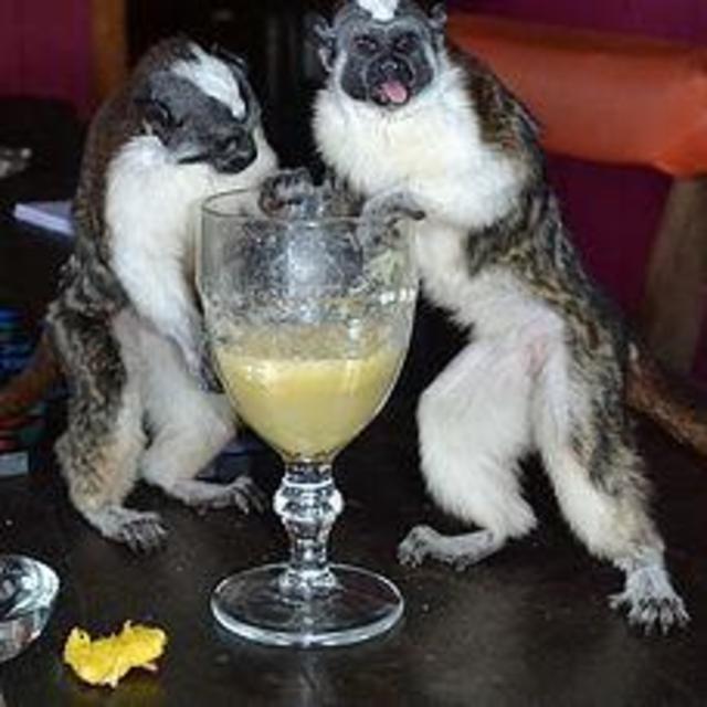 Monkey Island Tours