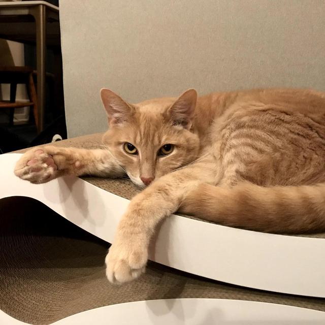 Honeymoon Fund: Cat Sitter and Extra Treats for Griffin