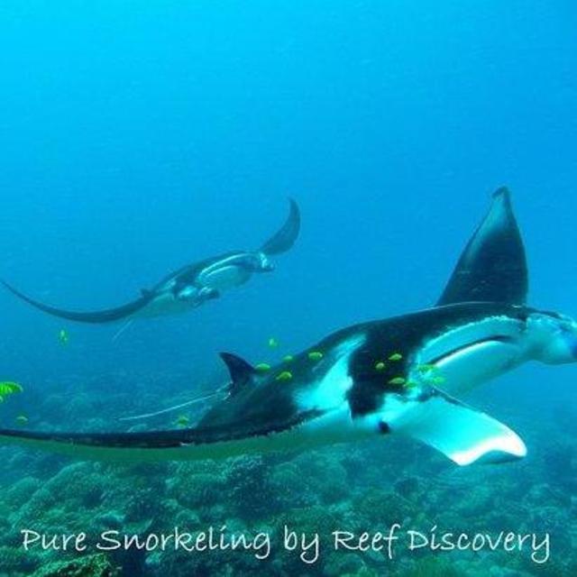 Honeymoon Fund: Snorkeling with Mantas with Pure Snorkeling Bora Bora