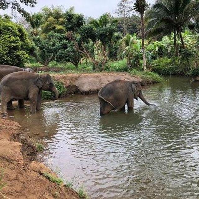Visit Elephant Sanctuary
