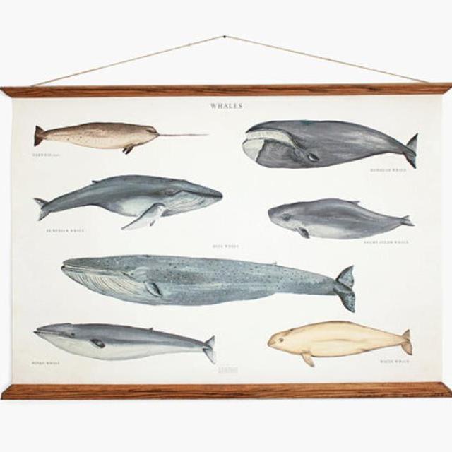 Vintage A1 Whales Canvas Poster