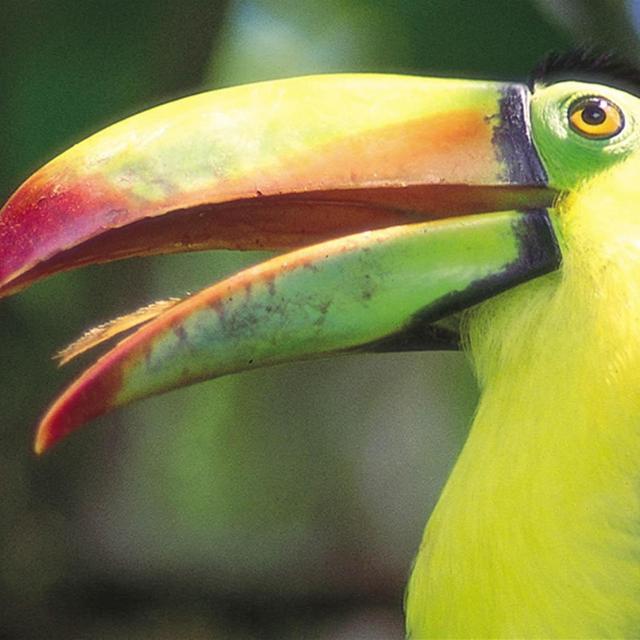 Rainforest Wildlife Hike