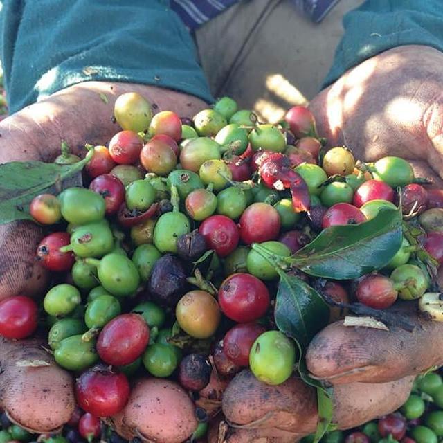 Honeymoon Diria Coffee Tour
