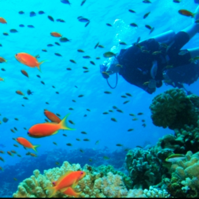 Open Water Certification Class - Scuba Divin