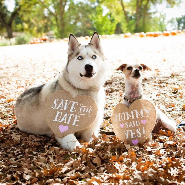Doggy Daycare