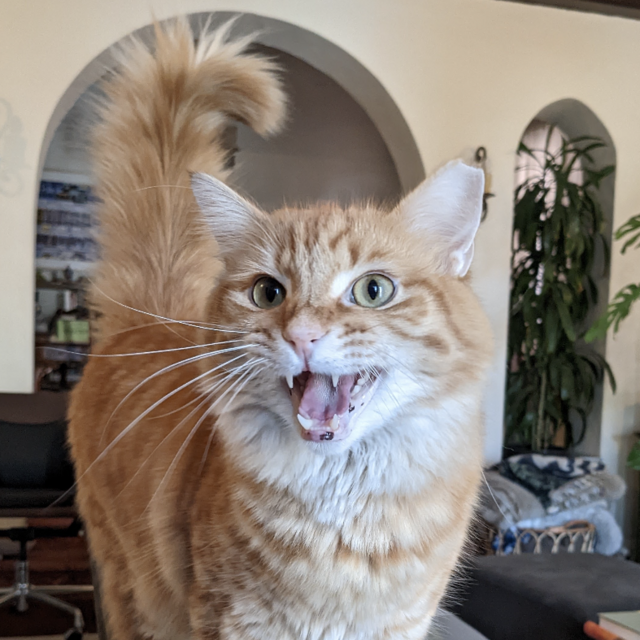 Unlimited Treats for Daniel Tiger Fund