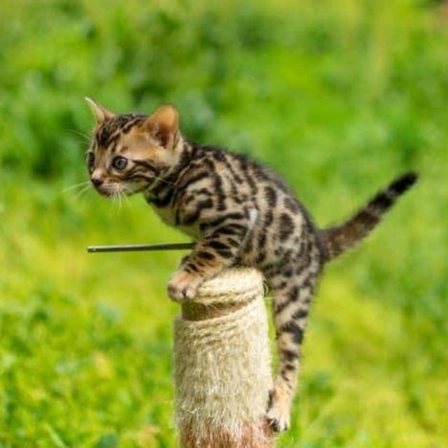 Bengal Kitten Fund