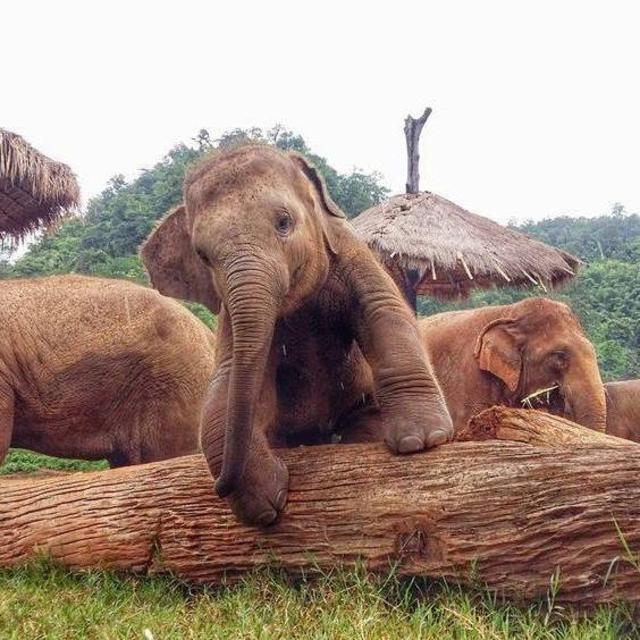 Elephant Nature Park Visit in Chiang Mai