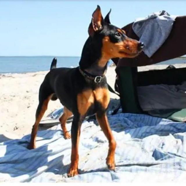 VOTE: Our New Miniature Pincher Puppy