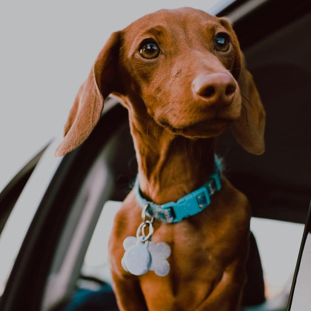 VOTE: Our New Dachshund Puppy