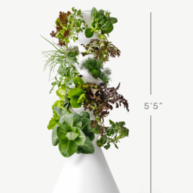 Lettuce Grows: Farmstand